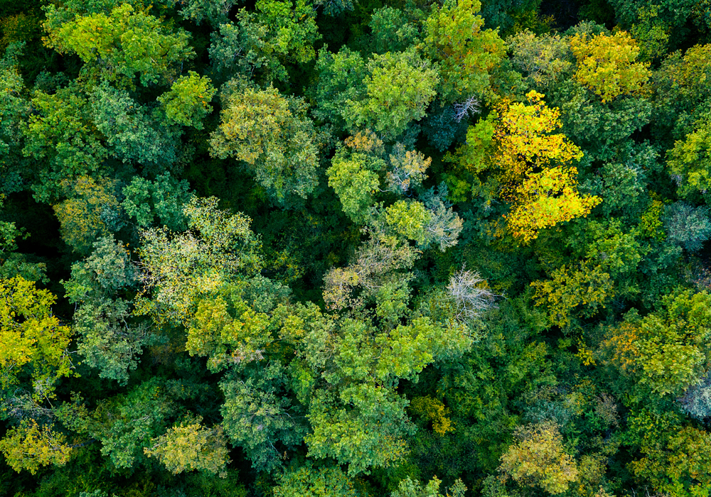 A Guide to Sustainable Event Planning