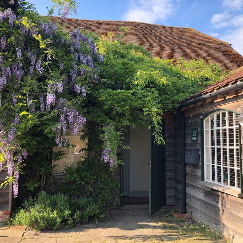 The entrance to a house, with plants hanging over the door