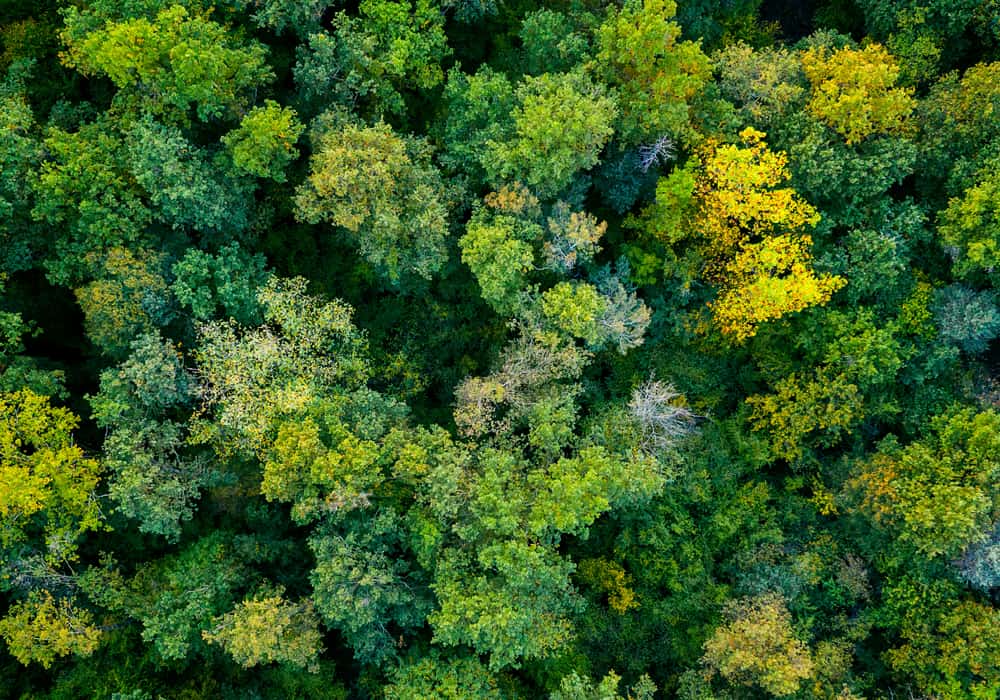 Sustainability In Action